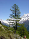 Ltschen 1